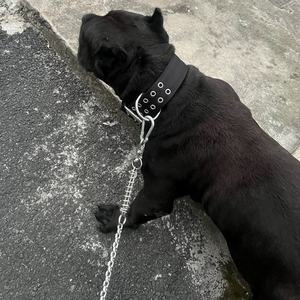 <span class=keywords><strong>Collar</strong></span> de perro ajustable de nailon para mascotas de entrenamiento táctico de 2 pulgadas de ancho para exteriores con forro cómodo y hebilla resistente - Product Image 6