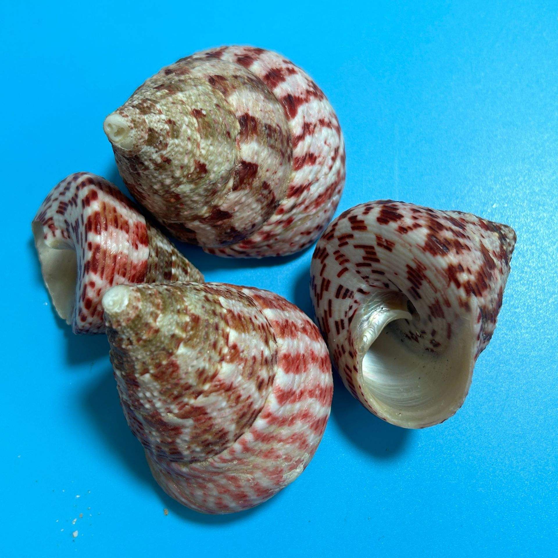 Escargot tour rouge 4-7cm 05kg