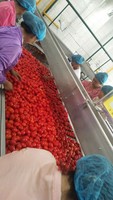 Pâte de tomate en conserve directe de haute qualité, fraîche et délicieuse avec une concentration de 28 à 30%