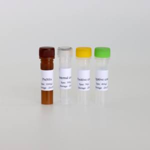 Hoch empfindliches fluor zieren des PCR-Kit zur präzisen Erkennung von Pasteur ella multocida bei Schweinen - Product Image 5