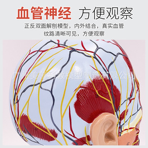 Anatomie sagittale de la tête ; anatomie de la tête et du cou ; modèles otolaryngologiques ; modèles cérébraux ; modèles de tête en vue superficielle. - Product Image 1