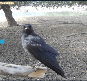 4k 46mp Wifi động vật hoang dã đường mòn máy ảnh năng lượng mặt trời bảng điều khiển Powered <span class=keywords><strong>App</strong></span> kiểm soát pin vườn an ninh săn CMOS SD - Product Image 4