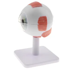 6-Part 3X Enlarged PVC Medical Anatomical Eye Model Natural Science Medical Learning Aid for School Use Eyeball Model