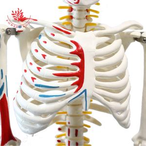 โมเดลโครงกระดูกมนุษย์85ซม. FRT009การระบายสีร่างกายครึ่งหนึ่งของต้นกำเนิดกล้าม<span class=keywords><strong>เนื้อ</strong></span>และการยุติแบบจำลองทางการแพทย์ของมนุษย์สำหรับกายวิภาคศาสตร์ทางการแพทย์ - Product Image 3