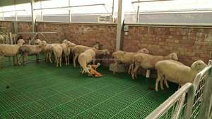 Plancher en plastique économique et durable, épaissi, à lattes pour moutons/chèvres, pour élevage de chèvres, 60*60 cm avec poutre en fibre de verre - Product Image 5