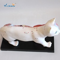 Modelo Anatómico de Acupuntura de Gato a Tamaño Real con Puntos de Meridiano Marcados, Especímen para Entrenamiento Clínico de Veterinaria con Medicina Tradicional China, CE/ISO/ROHS/CNAS