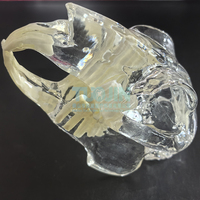 Modelo anatómico de dientes de conejo transparente, animales dentales, mandíbula Oral para educación, veterinaria Dental canina, decoración de oficina, demostración