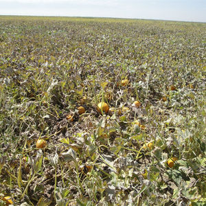 Hairui-Werklieferung Vorteile für Haare natürliches Pflanzenextrakt Kürbiskerne Ätherisches Öl - Product Image 5