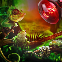 Lampes chauffantes de couleur rouge rôti 150w 175w 250w E27 pour la restauration, le buffet, le réchauffement des aliments