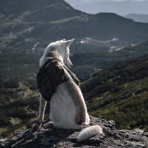 נסיעות קמפינג טיולים בינוני וגדול כלב חבילת כלב כלב אוכף תיק תרמיל - Product Image 5