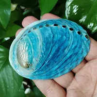 Coquilles d'ormeau naturelles ovales bleues, coquilles Paua Haliotis Iris, pour aménagement d'aquarium, décoration nautique DIY, support à bijoux, continentales