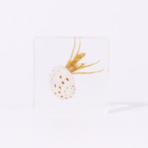 Véritable insecte taxidermie ermite crabe résine transparente spécimen outils éducatifs pour la collecte - Product Image 1