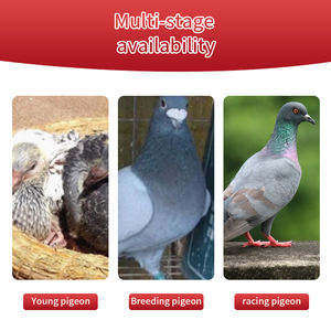 Campione Omaggio Integratore Avanzato per Piccioni 300 Compresse Vitamina per Piccioni per Migliorare Vitalità Riproduttiva Resistenza in Volo e Salute del Piumaggio - Product Image 3