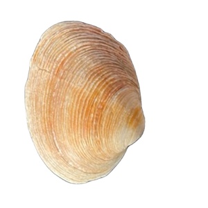 Nhà Sản Xuất 6-8 Cm Làm Sạch Vỏ Sò Rỗng Bán - Product Image 2