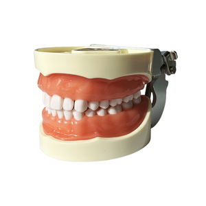 Modèle de résine dentaire standard 32 dents pleine bouche détachable préparation à l'enseignement oral pour la <span class=keywords><strong>formation</strong></span> en sciences médicales - Product Image 6