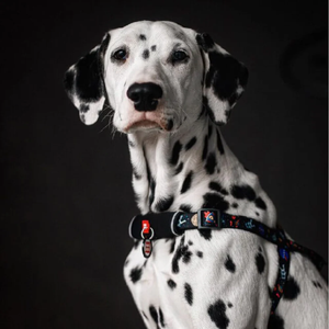 Fournisseur d'articles pour chiens : Harnais pour chien en nylon durable, respirant, de luxe, imprimé, personnalisé avec logo sur mesure et de haute qualité - Product Image 2