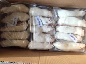 Rats congelés pour animaux de compagnie serpents lézards grenouilles tortues crocodiles renards faucons scinques chats et reptiles animaux de compagnie - Product Image 6