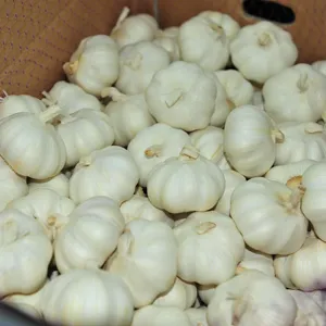 Garlic large carton fresh high quality white garlic from China to export