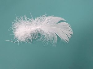 Relleno de <span class=keywords><strong>plumas</strong></span> de ganso 100% a granel y relleno de almohada, reparación, relleno, pelusa <span class=keywords><strong>para</strong></span> <span class=keywords><strong>cojines</strong></span> de sofá, edredones, chaquetas DIY - Product Image 5