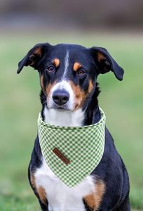 Lionet Paws Dog Bandana 16 pulgadas Primavera/Otoño Uso para perros y gatos pequeños/medianos/grandes Triángulo Babero Bufanda para niña o niño - Product Image 5