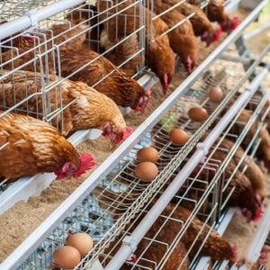 Gallinero Moderno y Estilo Rústico, Estructura Ligera de Acero para Granjas Urbanas y Rurales - Product Image 4