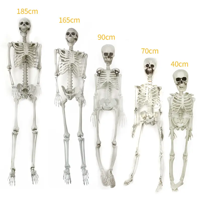 Scheletro di Halloween scheletro a grandezza naturale ossa umane realistiche per tutto il corpo con articolazioni per decorazioni di puntelli di scheletro di posa di Halloween
