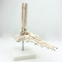 Campana de circón con esqueleto de 85cm, modelo anatomico de esqueleto de la columna vertebral, el mejor precio