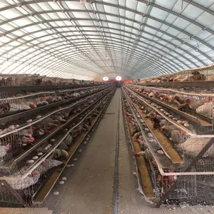 Gabbia per galline ovaiole per uova attrezzatura automatica per pollame pollo sistema di gabbia per polli da carne pollo