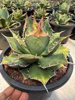 Vente flash : Agave Titanota, succulentes décoratives élégantes pour la maison, plantes d'intérieur pour purifier l'air et décorer.