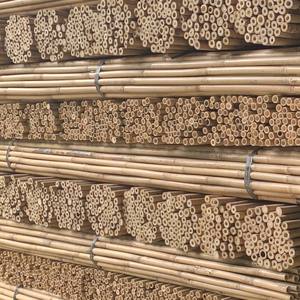 Tonkin Bamboo <span class=keywords><strong>Cane</strong></span> 150CM Estacas de bambú para uso en exteriores en temporada de primavera - Product Image 2