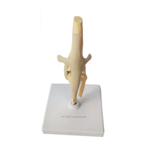 Educational <strong>3D</strong> plastic Life Size Hot Sales Pvc canine Artificial Knee Joint Model Medical Science - Product Image 1