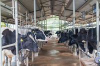 Ateliers à structure métallique pour solutions agricoles ; Étables à énergie solaire pour le stockage d'énergie destinées aux bovins et aux ovins