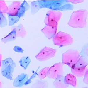 Solución de Tinción Safepath EA/OG, Gran Rendimiento, Morfología Clara, Estructura Vibrante, Color Transparente, Solución de 480 ml - Product Image 6