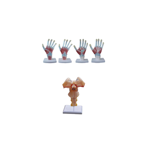 Herramienta de enseñanza médica ADA, modelo de PVC de Anatomía de La Palma y aumento del tallo cerebral para la demostración de enfermedades en la ciencia médica - Product Image 1