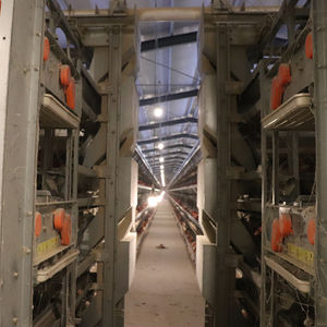 Otomatik besleme içme yumurta toplama gübresi temizleme sistemi ile tam otomatik H tipi yükselterek katmanlı pil tavuk kafesi - Product Image 5