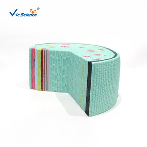 Modèle de tige de plante dicotylédonée VIC3205, modèle de structure tissulaire, modèle de section anatomique agrandie - Product Image 4
