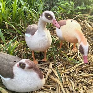 <span class=keywords><strong>D</strong></span>écoy <span class=keywords><strong>de</strong></span> <span class=keywords><strong>chasse</strong></span> pliable léger en plastique, simulation <span class=keywords><strong>de</strong></span> canard égyptien réaliste, personnalisé en usine, pour l'aménagement paysager extérieur - Product Image 4