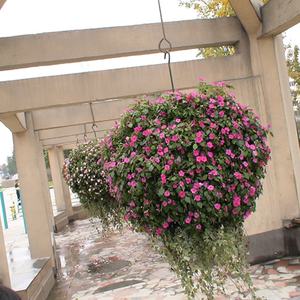 Maceta Decorativa con Forma de Bola para Jardín, Diseño Nuevo en Oferta, Maceta Colgante con Forma de Bola - Product Image 3