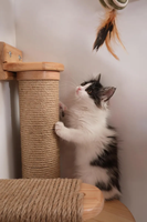 Hamac pour chat en bois, marches murales pour chat, griffoir pour chat