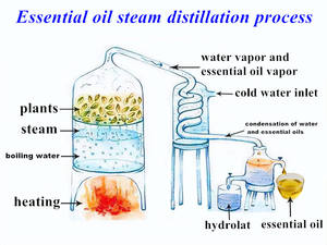 Aceite de masaje Venta caliente Aceite de semilla de uva Aceites portadores naturales puros utilizados para la belleza cosmética Cuidado del cuerpo Precio a granel - Product Image 5