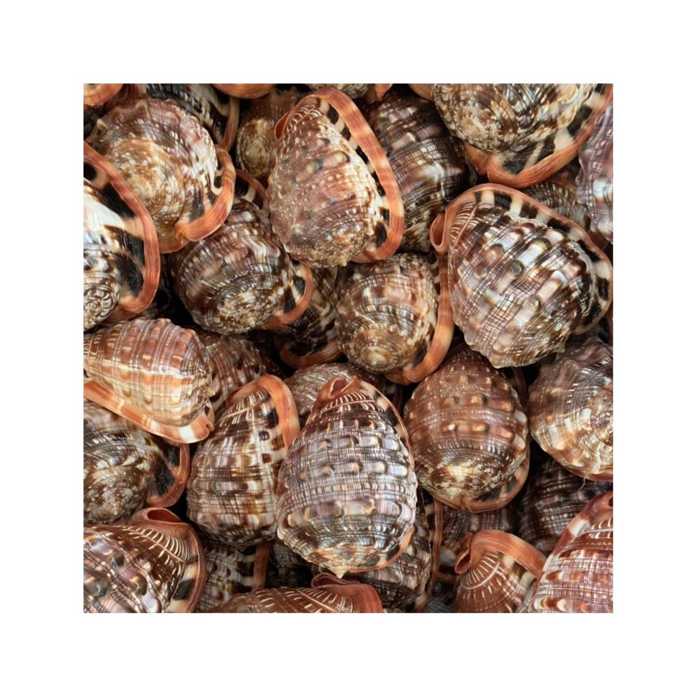 手工芸貝殻-ベトナムからのユニークな貝殻-美しい貝殻-クラフト用の