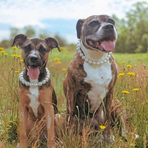 Collier en perles pour animaux de compagnie avec fil d'acier, collier robuste et durable pour grands chiens - Product Image 2