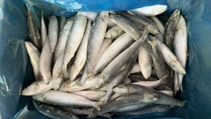 X26228 Sardine, poisson de fabrication, surgelé <span class=keywords><strong>en</strong></span> mer, meilleur prix, sardine à capture légère pour le marché, sardine surgelée IQF, 60-80 pièces - Product Image 3