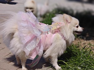 Vestido de Lujo para Mascotas Kangdarpet, Estilo Princesa, para Perros y Gatos, Disfraz de Mariposa para Primavera y Verano, Ideal para Bodas - Product Image 5