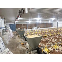 Système d'alimentation automatique pour poulets de ferme avicole, 14 grilles, alimentation par plat pour poulets de chair