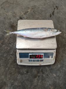 Sgombro del Pacifico Congelato di Alta Qualità e Prestazioni Elevate, 250-350g - Product Image 6