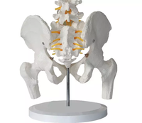 Modelo de Pelvis Humana de Tamaño Real para Ciencias Médicas con 5 Vértebras Lumbares, Modelo Anatómico Educativo con Certificación CE/ISO