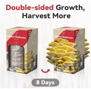 Organic Golden Oyster <strong>Mushroom</strong> <strong>Grow</strong> <strong>Kit</strong> Includes Spray for Home Harvest Fresh <strong>Mushrooms</strong> Grown in Premium Bags - Product Image 3