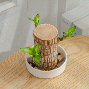 DD3172 décorations de bureau plateau de plantes <span class=keywords><strong>en</strong></span> <span class=keywords><strong>bois</strong></span> jardinière <span class=keywords><strong>en</strong></span> pot pot de fleurs <span class=keywords><strong>en</strong></span> céramique blanc brésilien <span class=keywords><strong>palette</strong></span> <span class=keywords><strong>en</strong></span> <span class=keywords><strong>bois</strong></span> soucoupe <span class=keywords><strong>en</strong></span> céramique - Product Image 4