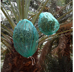 Bán buôn HDPE ngày cây cọ lưới túi - Product Image 6